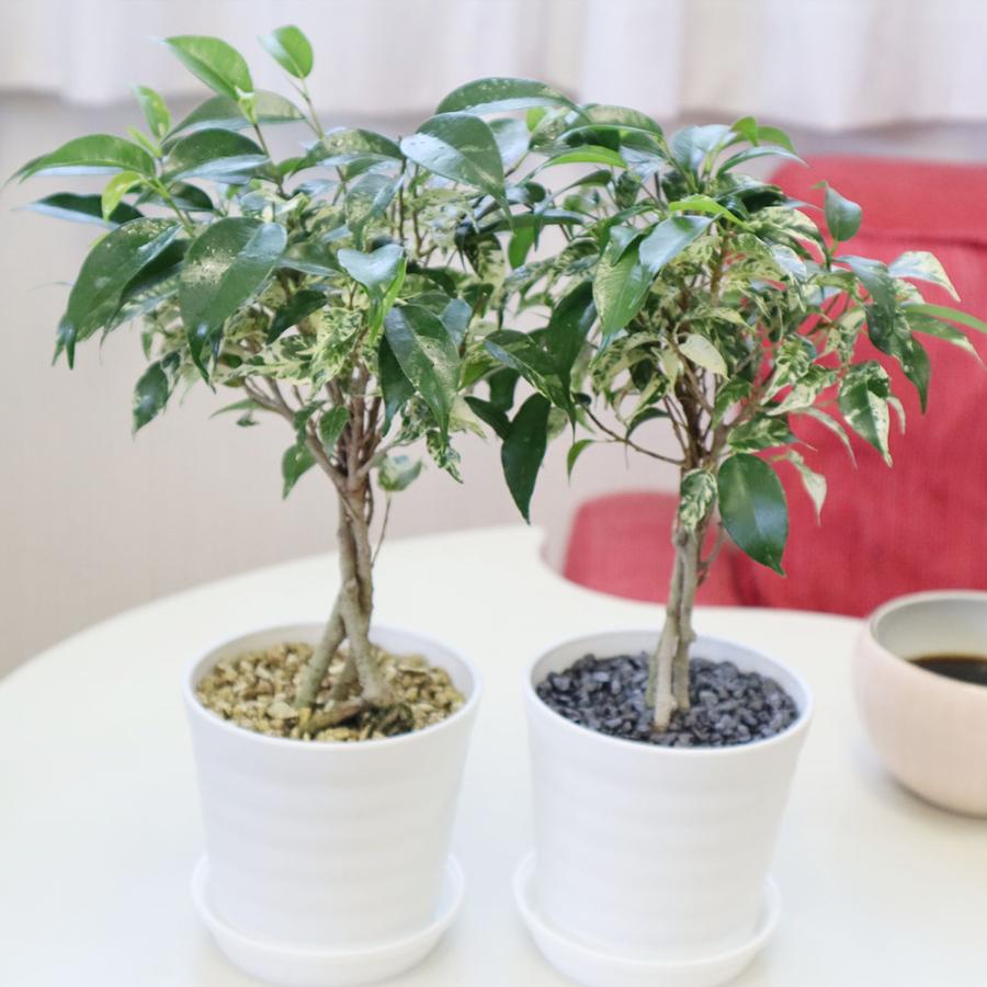 観葉植物 おしゃれ 室内 ベンジャミン シルバースター フィカス 新品種 