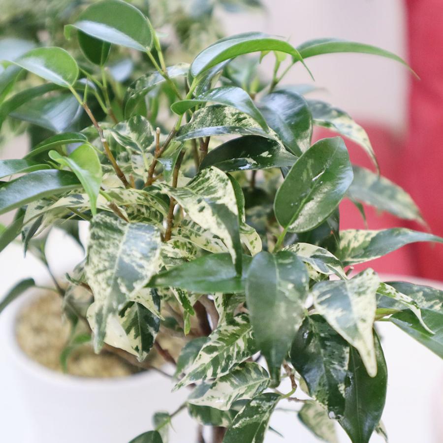 観葉植物 おしゃれ 室内 ベンジャミン シルバースター フィカス 新品種 