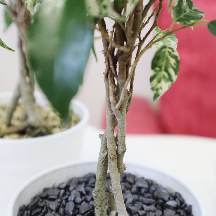 観葉植物 おしゃれ 室内 ベンジャミン シルバースター フィカス 新品種 