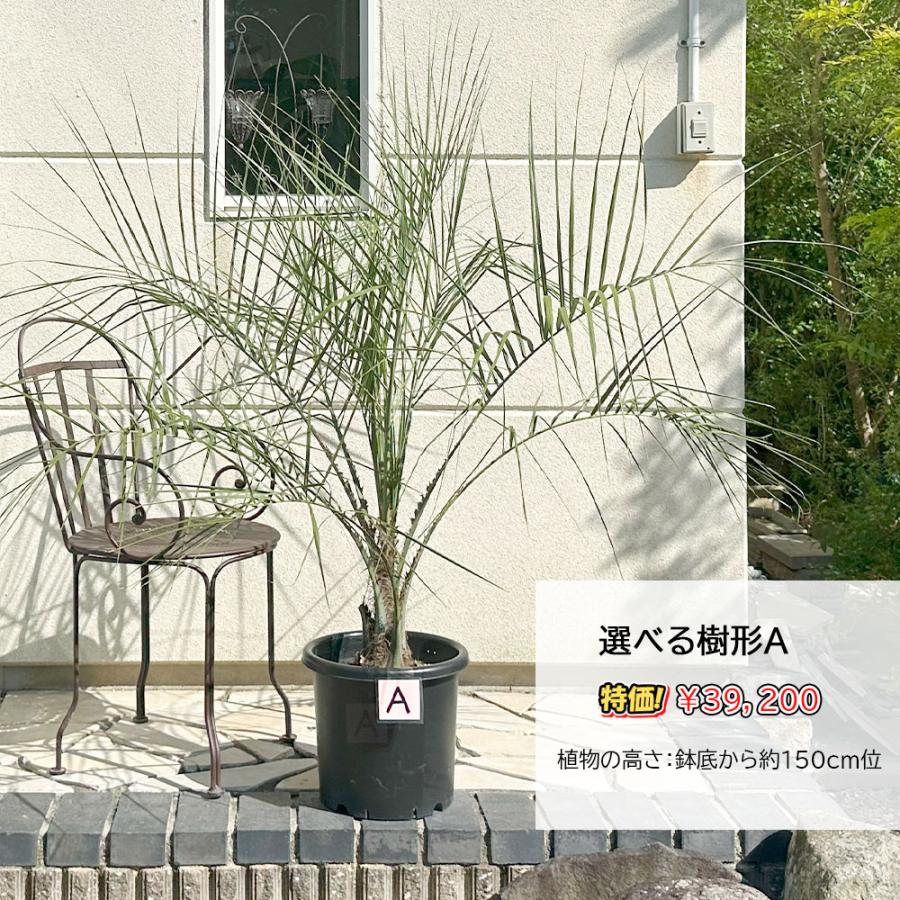 観葉植物 おしゃれ 大型 本物 屋外 ココスヤシ 選べる樹形 10号 現品