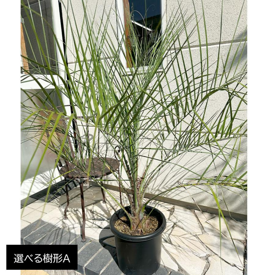 観葉植物 おしゃれ 大型 本物 屋外 ココスヤシ 選べる樹形 10号 現品