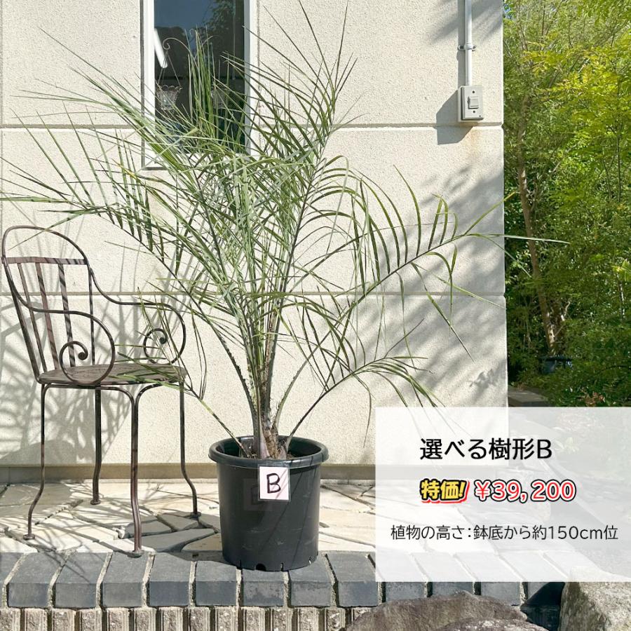 観葉植物 おしゃれ 大型 本物 屋外 ココスヤシ 選べる樹形 10号 現品