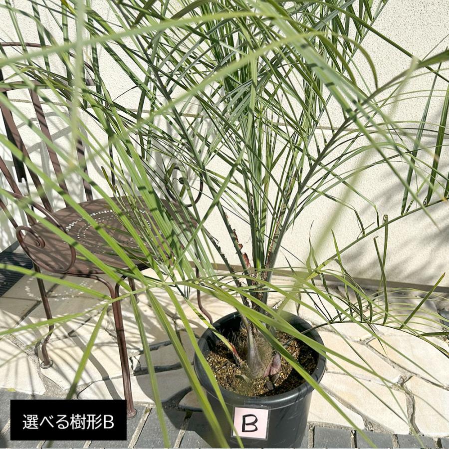 観葉植物 おしゃれ 大型 本物 屋外 ココスヤシ 選べる樹形 10号 現品