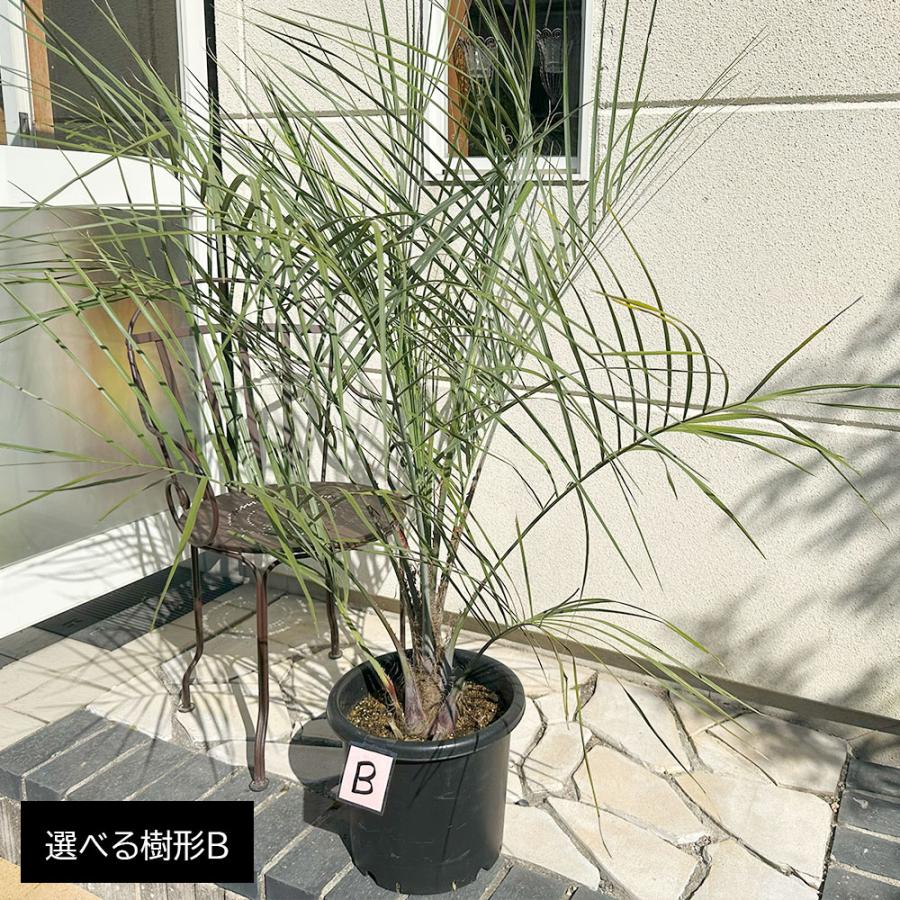 観葉植物 おしゃれ 大型 本物 屋外 ココスヤシ 選べる樹形 10号 現品