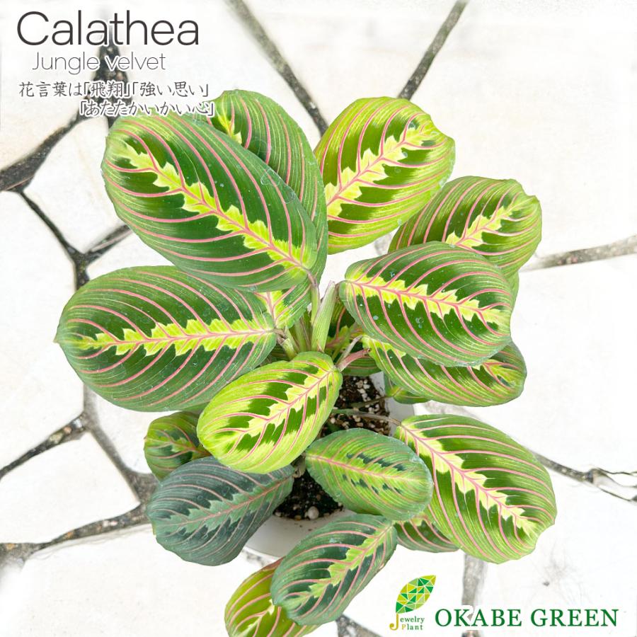 ネペンテス ウツボカズラ 食虫植物 素敵なプラスチック鉢吊り棒付 取り外し可能 観葉植物 おしゃれ お祝い プレゼント 風水 種類一覧 鉢植 Db 75 2 Okabe Green Jewelryplant 通販 Yahoo ショッピング