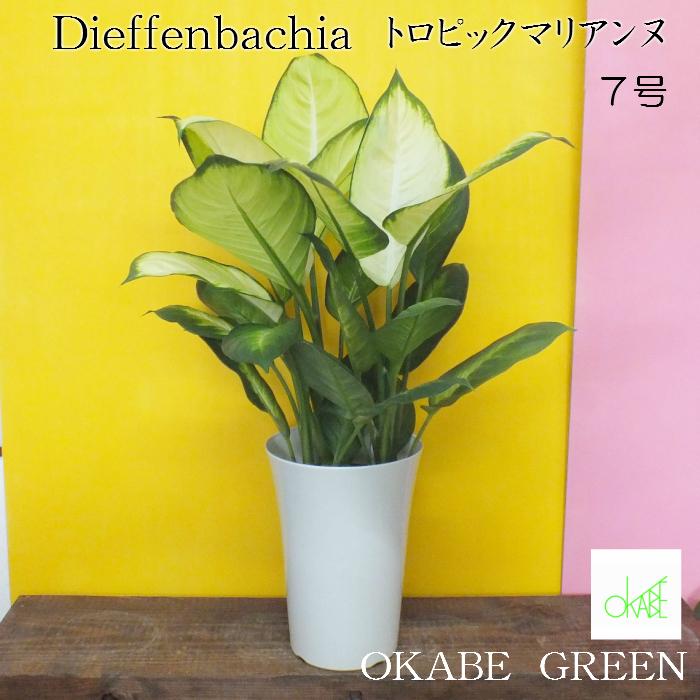 ディフェンバキア トロピックマリアンヌ７号 白プラ鉢 お中元 観葉植物 おしゃれ 敬老の日 プレゼント ギフト風水 種類一覧 Db 75 3 Okabe Green 通販 Yahoo ショッピング