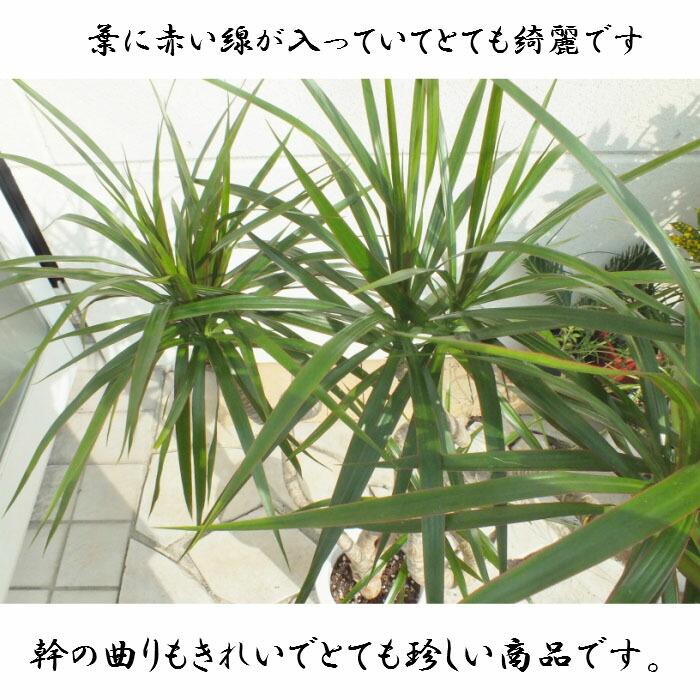 観葉植物 おしゃれ 大型 本物 ドラセナ コンシンネ 龍 8号 素敵な