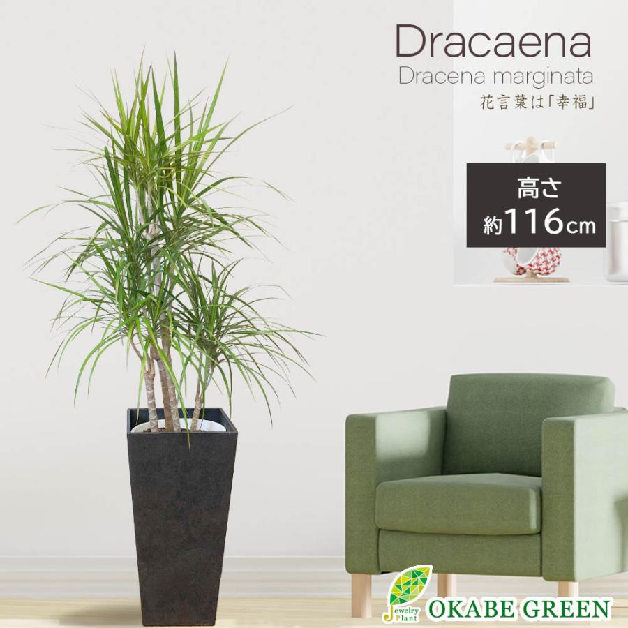 ドラセナ ドラコ 竜血樹 現品 8号 アンティ ク調鉢カバー 合成樹脂 軽量 ヤシ付 ギフト 観葉植物 お祝い 誕生日プレゼント 父の日 ギフト プレゼント Spabri Com