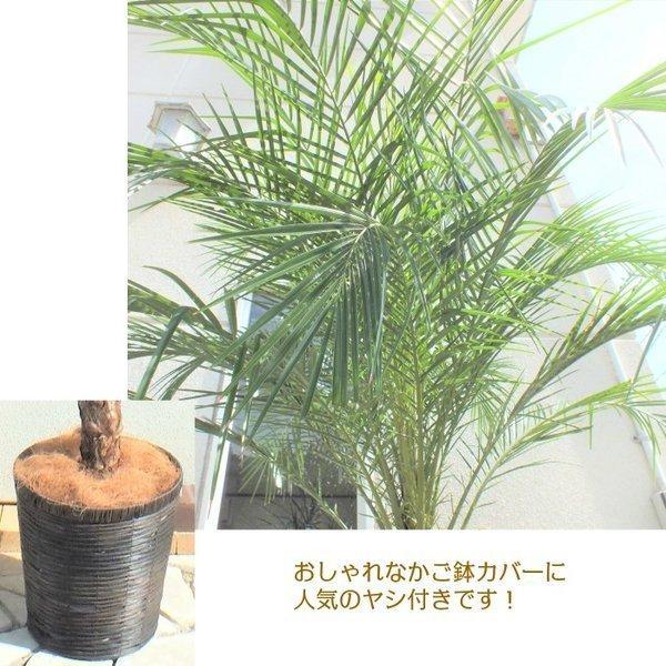 フェニックス ロベレニー 10号 かごカバー 観葉植物 おしゃれ お祝い プレゼント ギフト 風水 種類一覧 ヤシ 大型 敬老の日 Fr 355 1 Okabe Green Jewelryplant 通販 Yahoo ショッピング