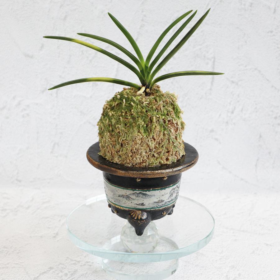 敬老の日 蘭 苔玉 観葉植物 おしゃれ お祝い プレゼント ギフト 風水 種類一覧 おしゃれ 富貴蘭 風蘭 ピンク陶器 兜丸 白い花 Fu 1 Ss Okabe Green Jewery Plant 通販 Yahoo ショッピング