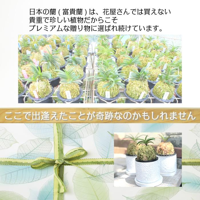 観葉植物 富貴蘭 風蘭 蘭 苔玉 選べる 白のデザイン陶器鉢 観葉植物 富貴蘭 風蘭 蘭 苔玉 選べる 白のデザイン陶器鉢