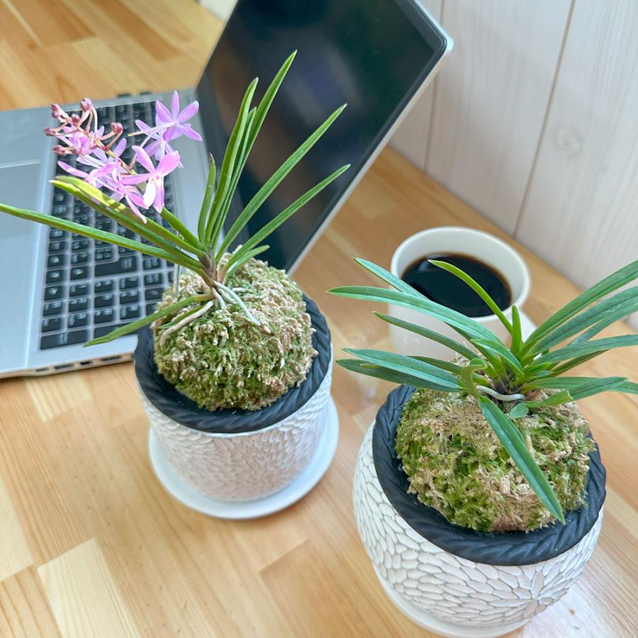 観葉植物 富貴蘭 風蘭 蘭 苔玉 選べる 白の丸筒陶器鉢 鉢植え ピンク花