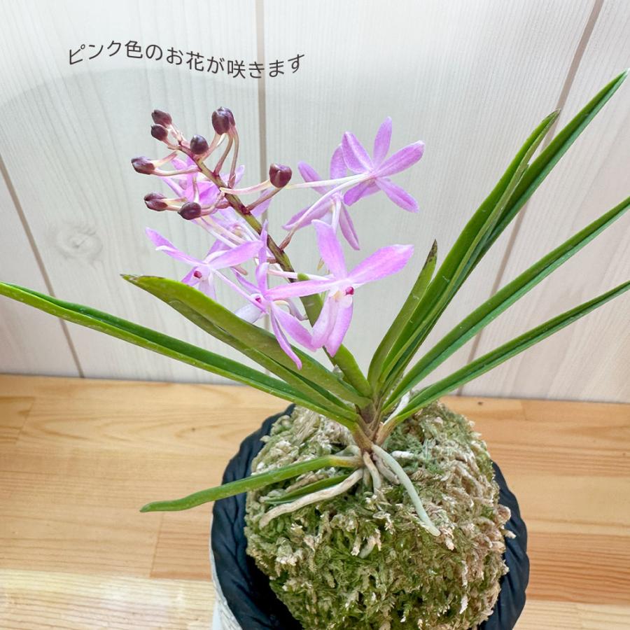 観葉植物 富貴蘭 風蘭 蘭 苔玉 選べる 白の丸筒陶器鉢 鉢植え ピンク花
