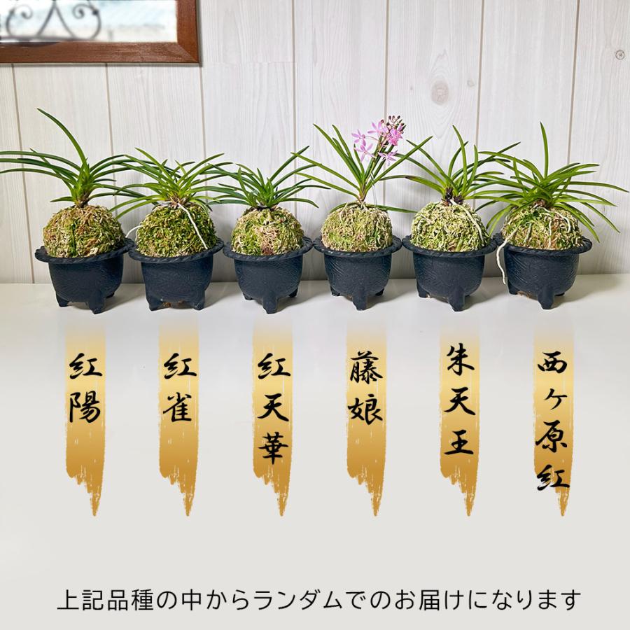 観葉植物 富貴蘭 風蘭 蘭 苔玉 選べる 白のデザイン陶器鉢 観葉植物 富貴蘭 風蘭 蘭 苔玉 選べる 白のデザイン陶器鉢