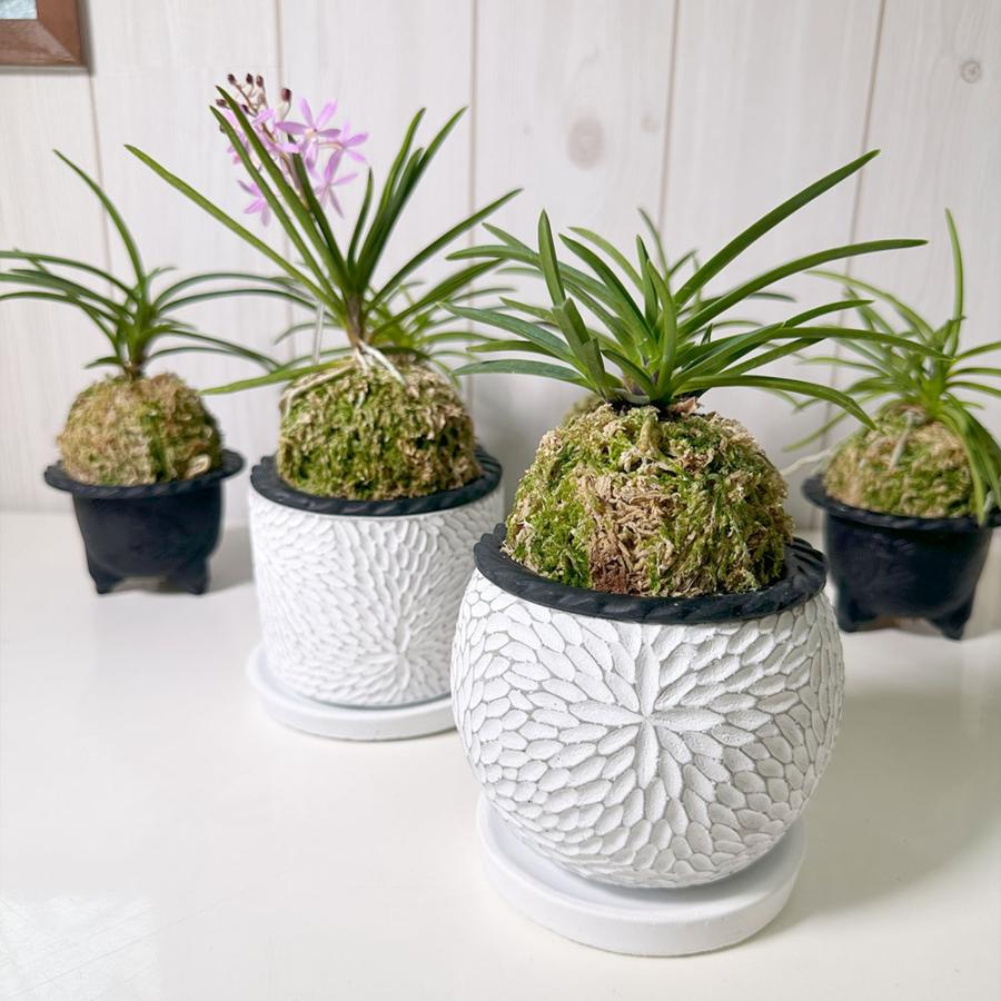 観葉植物 富貴蘭 風蘭 蘭 苔玉 選べる 白の丸筒陶器鉢 鉢植え ピンク花
