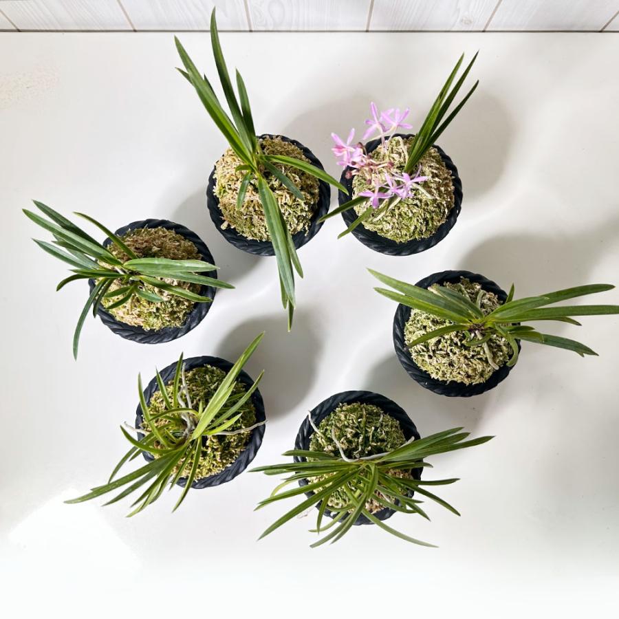 観葉植物 富貴蘭 風蘭 蘭 苔玉 選べる 白の丸筒陶器鉢 鉢植え ピンク花