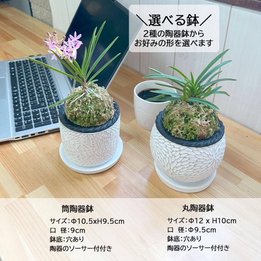 観葉植物 富貴蘭 風蘭 蘭 苔玉 選べる 白の丸筒陶器鉢 鉢植え ピンク花
