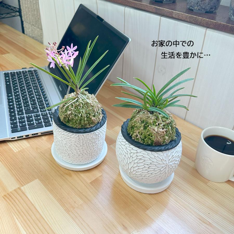 観葉植物 富貴蘭 風蘭 蘭 苔玉 選べる 白の丸筒陶器鉢 鉢植え ピンク花