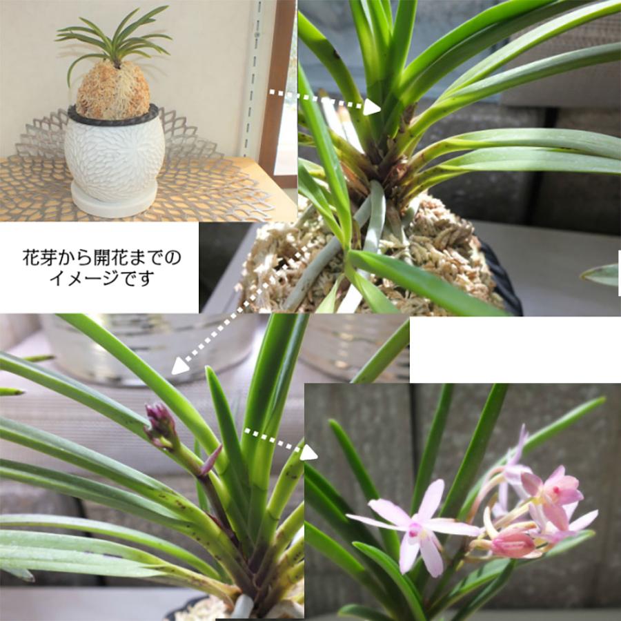 再度お値下げしました。 風蘭 大苗 白い花 白大輪胡蝶蘭苗 花芽1個付き