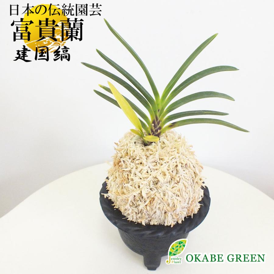 富貴蘭　必見！!花纏白縞 I.S.園芸・富貴蘭【花纏縞】