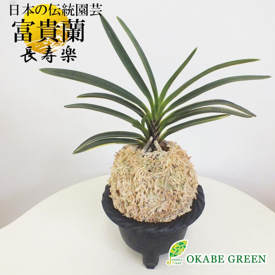 金兜 夕月 金兜 宝錦 富貴蘭 風蘭 蘭 限定品 鉢植え 日本の伝統園芸 観葉植物 おしゃれ お祝い プレゼント ギフト風水 種類一覧 Fu 17 Okabe Green 通販 Yahoo ショッピング