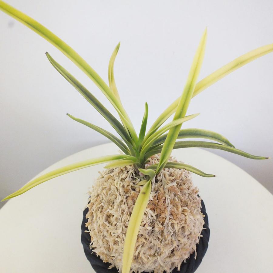 富貴蘭 風蘭 蘭 故宮 コキュウ 3本立 限品 T195 フウキラン フウラン