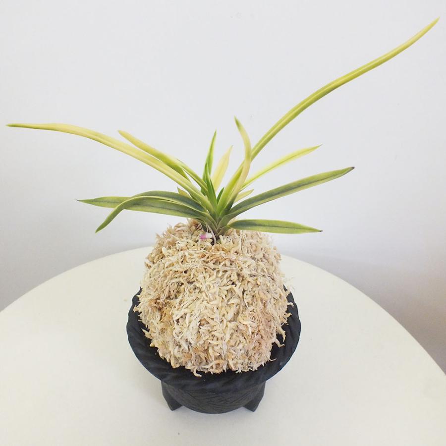 富貴蘭 風蘭 蘭 故宮 コキュウ 3本立 限品 T195 フウキラン フウラン