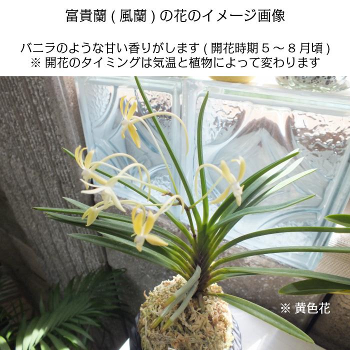 富貴蘭 風蘭 蘭 苔玉 花衣 黒のデザイン丸陶器鉢 ソーサー付 黄花 観葉植物 おしゃれ お祝い プレゼント ギフト 風水 種類一覧 母の日 Fu 1 Okabe Green Jewelryplant 通販 Yahoo ショッピング