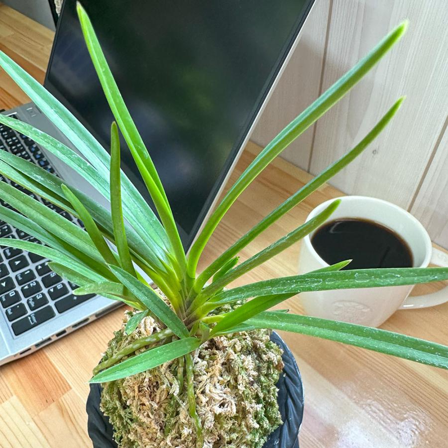 観葉植物 富貴蘭 風蘭 蘭 苔玉 選べる 黒の丸筒陶器鉢 鉢植え 黄花