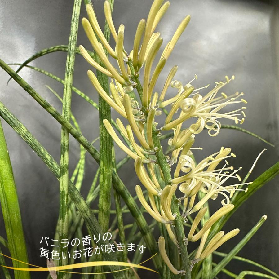 観葉植物 富貴蘭 風蘭 蘭 苔玉 選べる 黒の丸筒陶器鉢 鉢植え 黄花