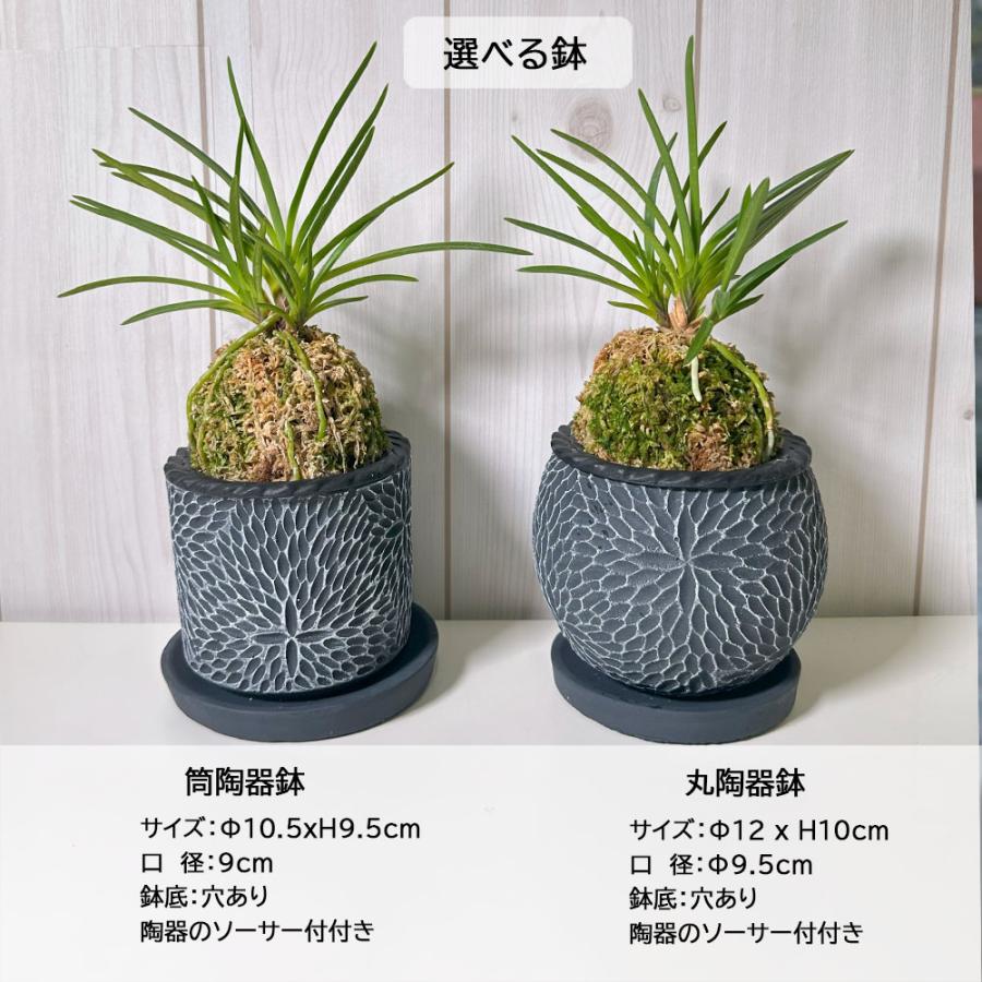 観葉植物 富貴蘭 風蘭 蘭 苔玉 選べる 黒の丸筒陶器鉢 鉢植え 黄花