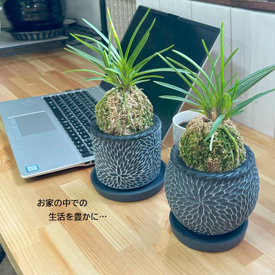 観葉植物 富貴蘭 風蘭 蘭 苔玉 選べる 黒の丸筒陶器鉢 鉢植え 黄花