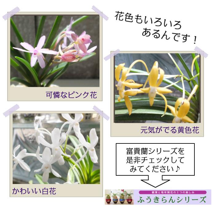 観葉植物 富貴蘭 風蘭 蘭 苔玉 選べる 黒のデザイン陶器鉢 観葉植物 富貴蘭 風蘭 蘭 苔玉 選べる 黒のデザイン陶器鉢