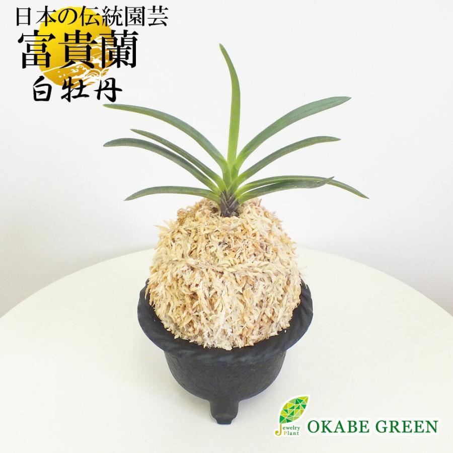 特価イラスト 白牡丹 富貴蘭 風蘭 蘭 限定品 鉢植え 日本の伝統園芸 観葉植物 母の日 ギフト おしゃれ 小さい 鉢植え お祝い 誕生日 プレゼント 開店祝い T472 オンラインストア買 Ssl Daikyogo Or Jp