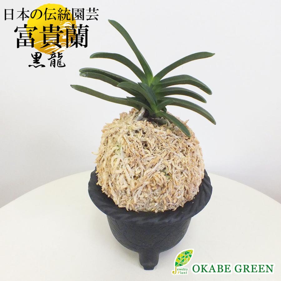 富貴蘭 風蘭 蘭 黒龍 コクリュウ 4本立 限品 T496 フウキラン