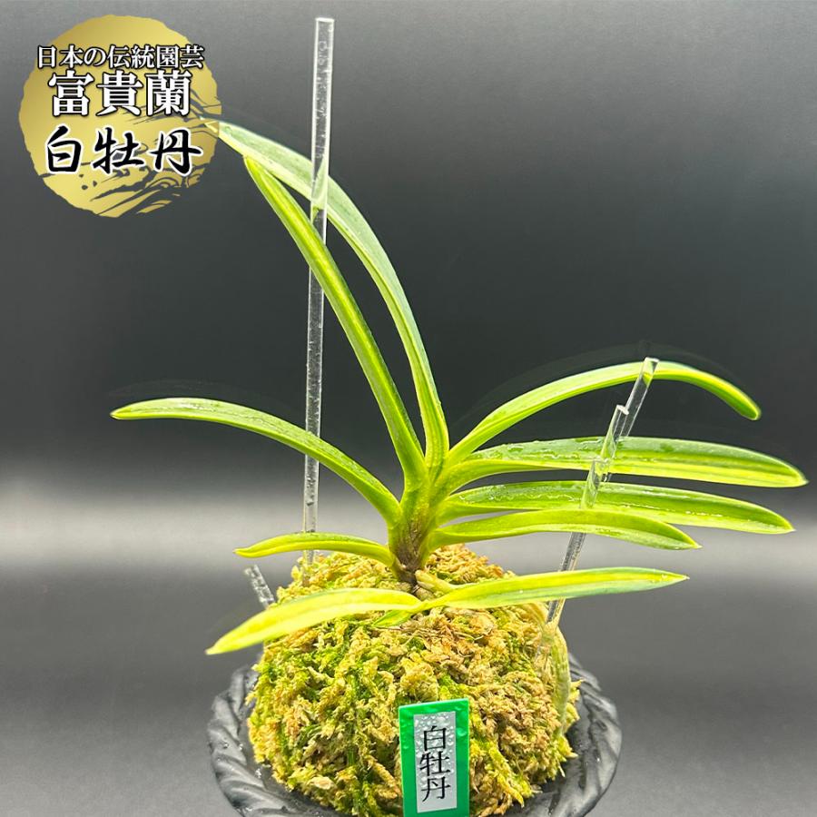 富貴蘭 風蘭 蘭 白牡丹 はくぼたん 2本立 現品 T619-A 富貴蘭 風蘭 蘭 白牡丹 はくぼたん 2本立 現品 T619-A