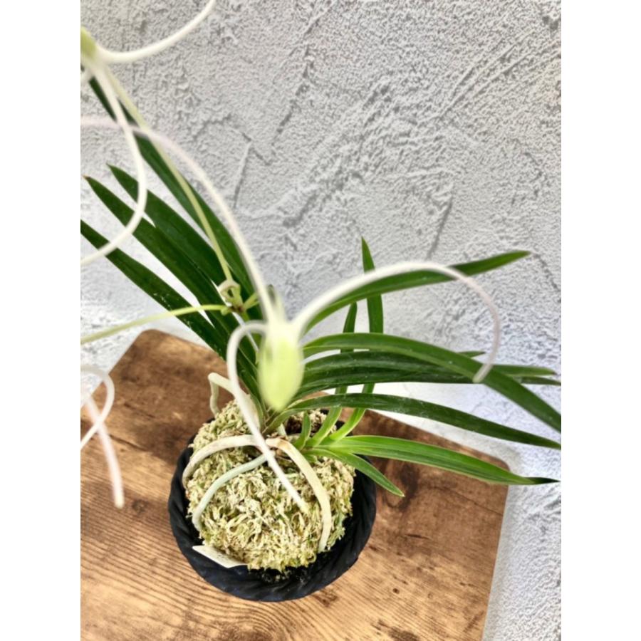 富貴蘭 風蘭 蘭 曼珠沙華 【現品】 3本立 S1 T139 フウキラン フウラン