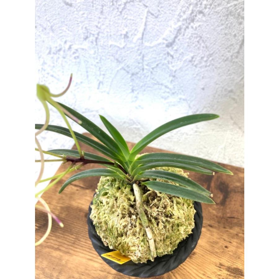 富貴蘭 万華鏡 細葉 富貴蘭 万華鏡 S9 フウキラン フウラン : OKABE GREEN JewelryPlant