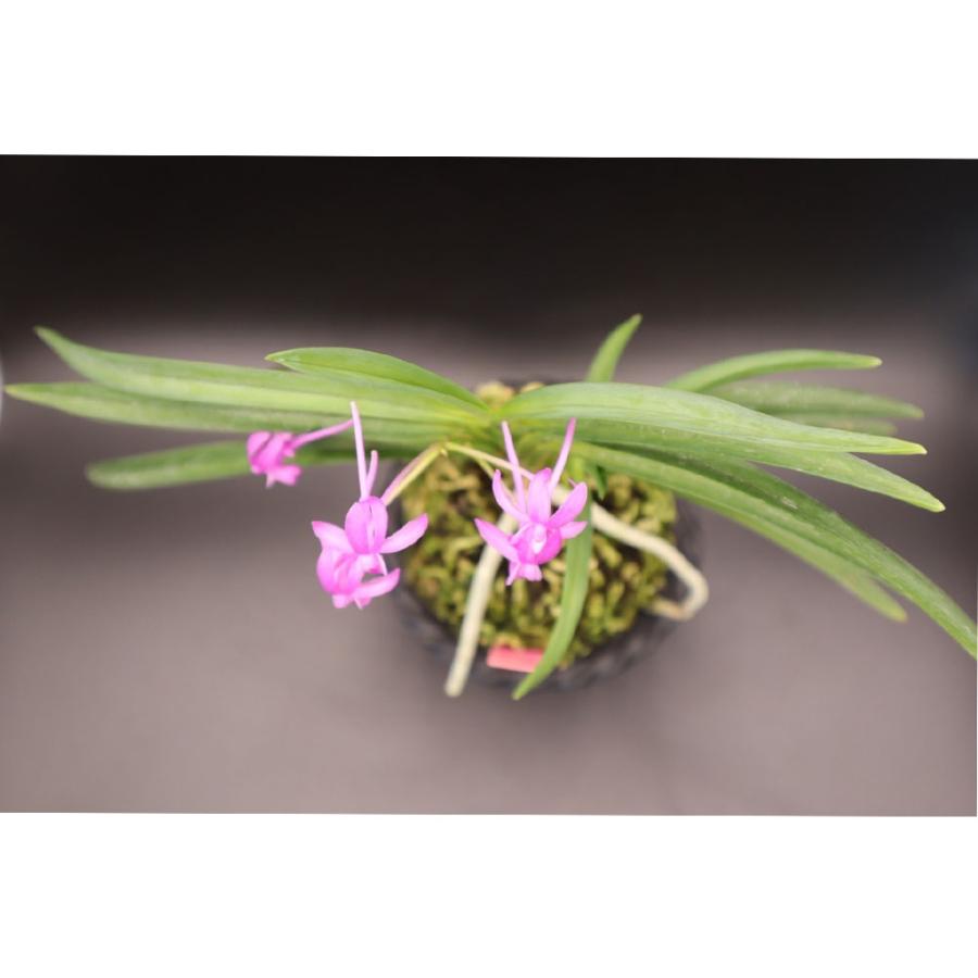 富貴蘭 真紅 現品 S21 フウキラン フウラン : OKABE GREEN