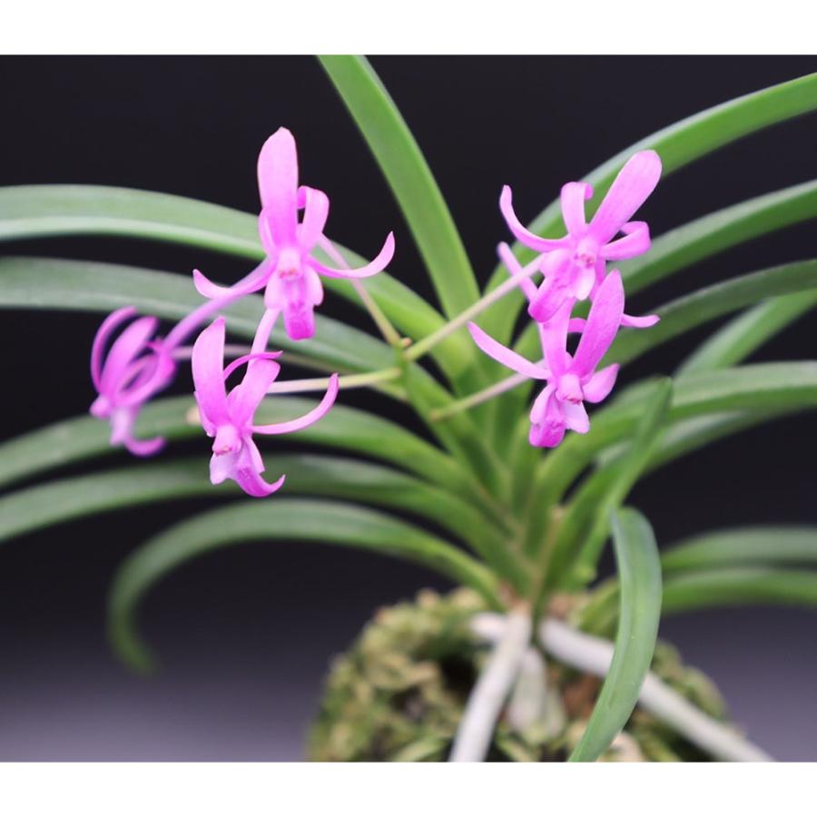 富貴蘭 真紅 現品 S21 フウキラン フウラン : OKABE GREEN