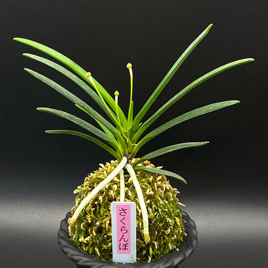 富貴蘭 さくらんぼ 2本立 現品 T247-A フウキラン フウラン 送料無料