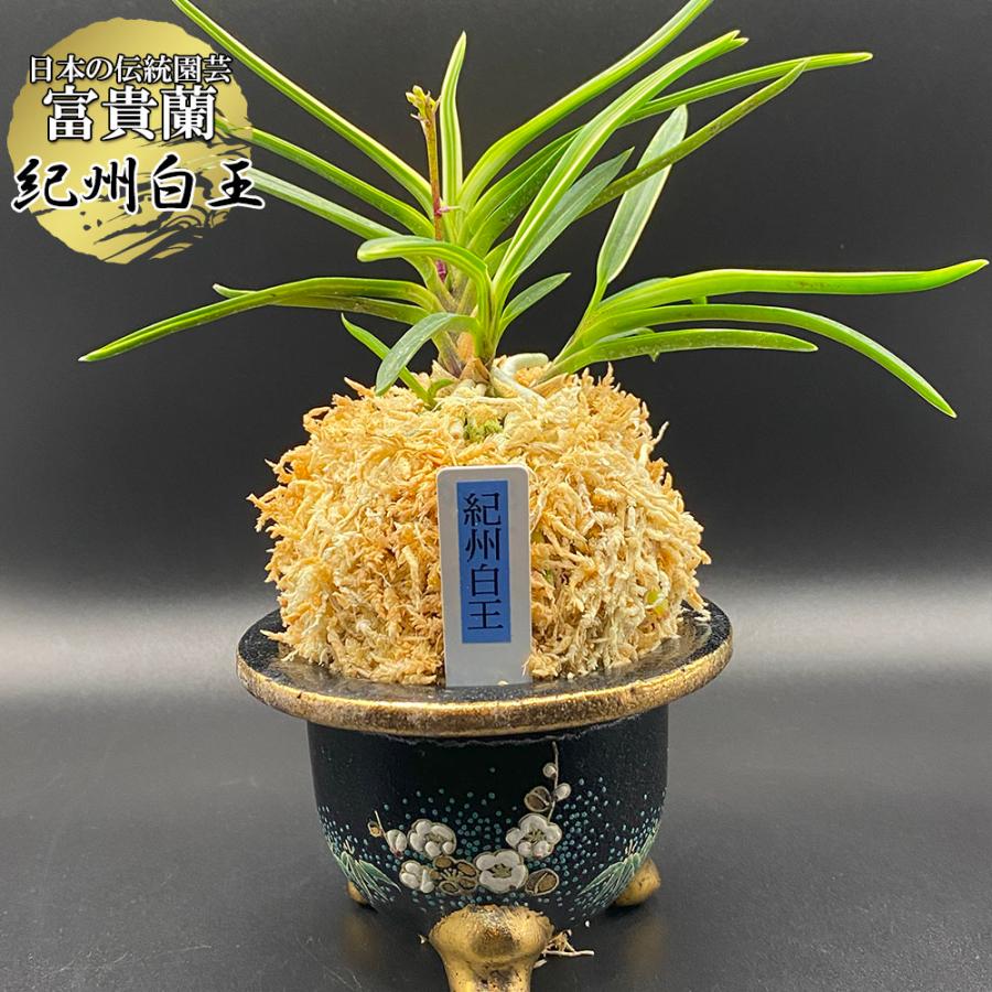 富貴蘭 風蘭 蘭 紀州白王 きしゅうはくおう 現品 4本立 8320-A