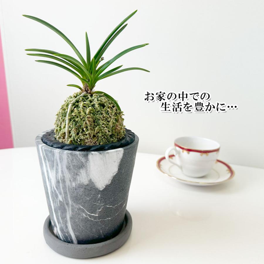 富貴蘭 風蘭 蘭 グレー陶器鉢 ソーサー付 黄西香 おしゃれ お祝い 誕生