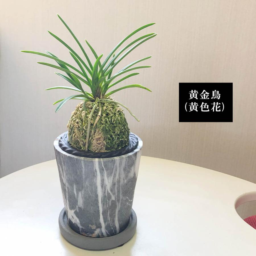 富貴蘭 風蘭 蘭 グレー陶器鉢 ソーサー付 黄西香 おしゃれ お祝い 誕生