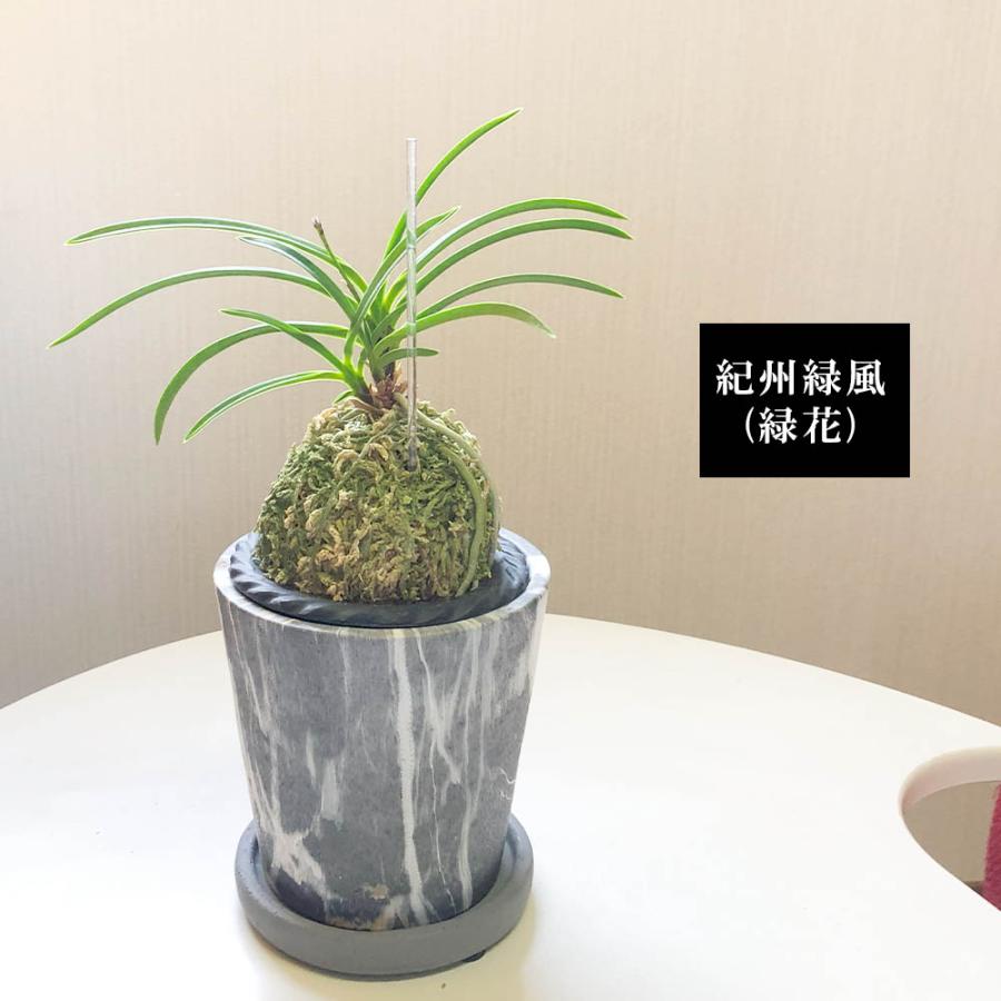 富貴蘭 風蘭 蘭 グレー陶器鉢 ソーサー付 黄西香 おしゃれ お祝い 誕生