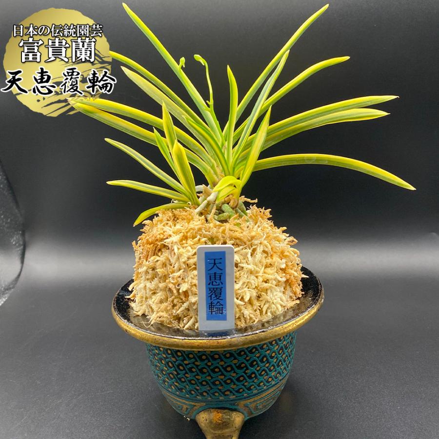 富貴蘭風蘭天恵覆輪