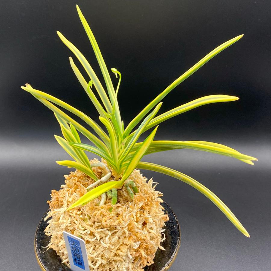 富貴蘭　必見!!芸東小町覆輪 富貴蘭 必見!!芸東小町覆輪 富貴蘭 必見!!芸東小町覆輪 富貴蘭 芸東