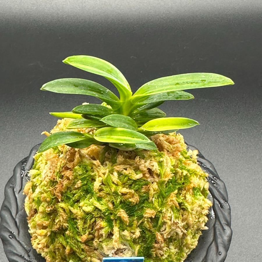 富貴蘭 風蘭 蘭 夢幻錦 むげんにしき 5本立 現品 T729 フウキラン