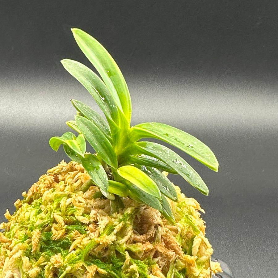 富貴蘭 風蘭 蘭 夢幻錦 むげんにしき 5本立 現品 T729 フウキラン