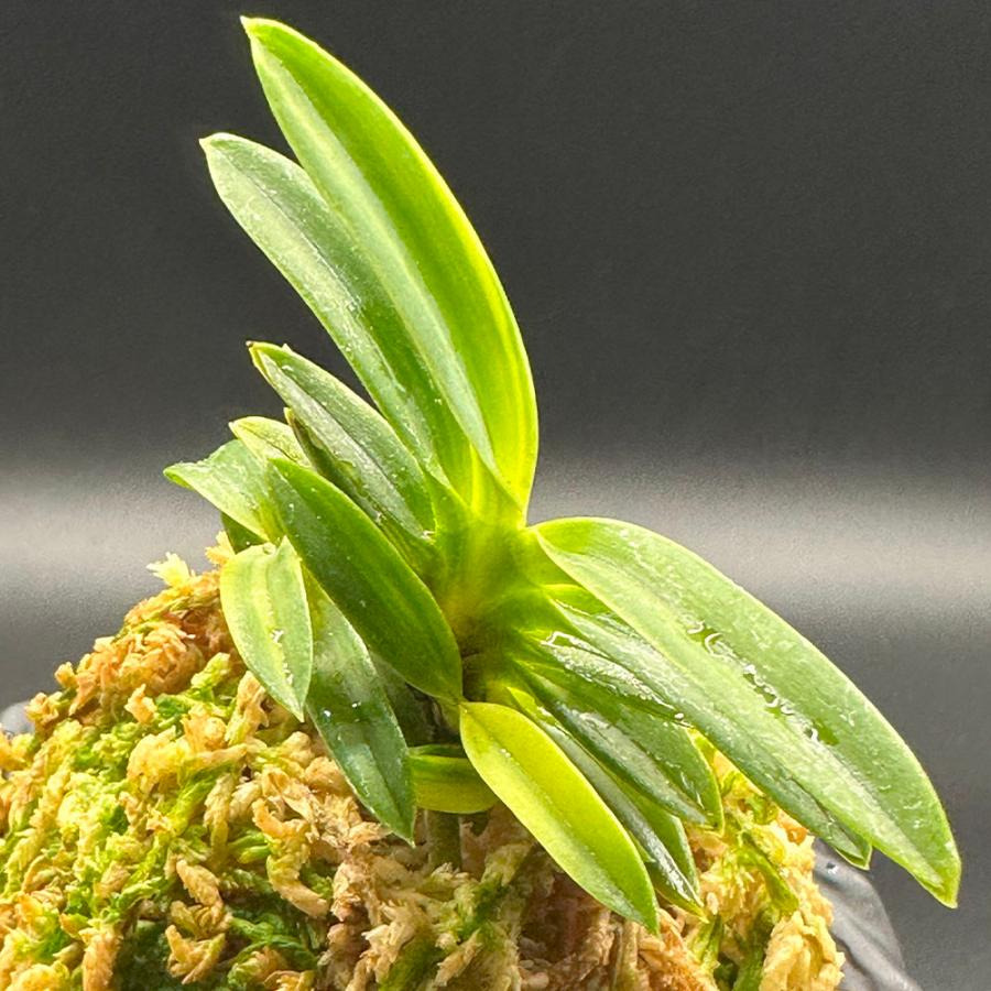 オフリス スペキュラム 洋ラン 原種 山野草 風蘭 富貴蘭 球根 洋蘭原種 オフリス スペキュラム 洋ラン 原種 山野草 風蘭 富貴蘭 球根 洋